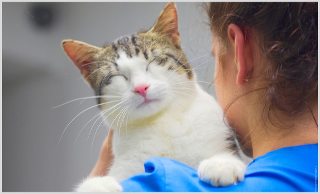 Почему у кошек и котов распухают лапы