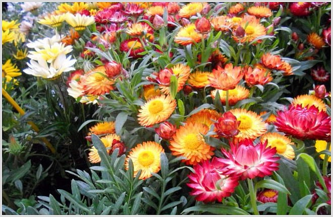 Бессмертник