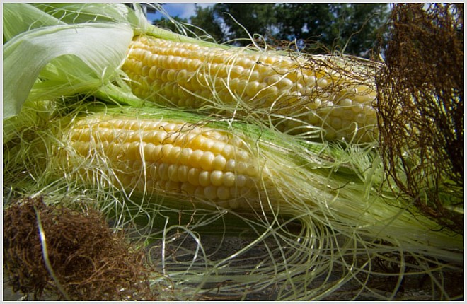 Застой желчи (холестаз): причины, симптомы и лечение