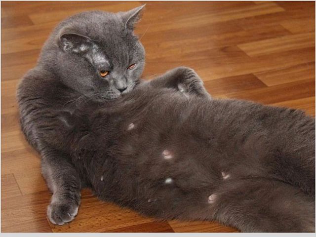 Что делать если у кошки опух сосок