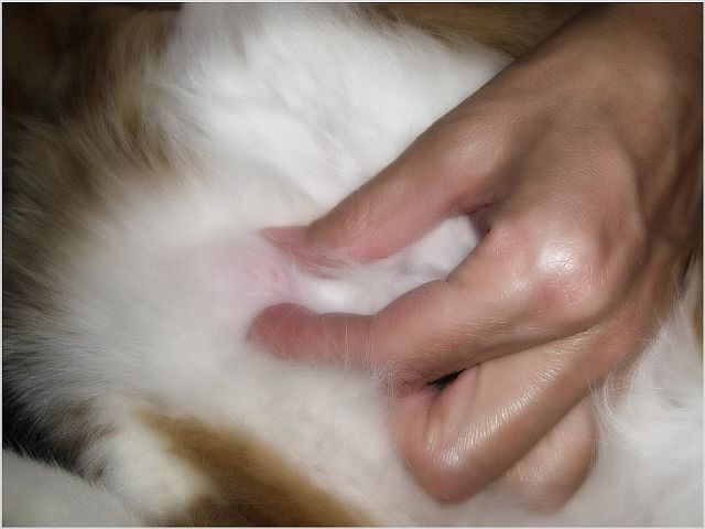 Что делать если у кошки опух сосок