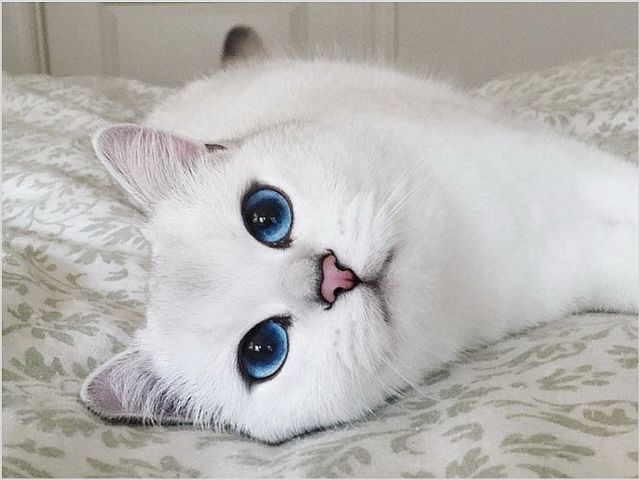 Что делать если у кошки опух сосок