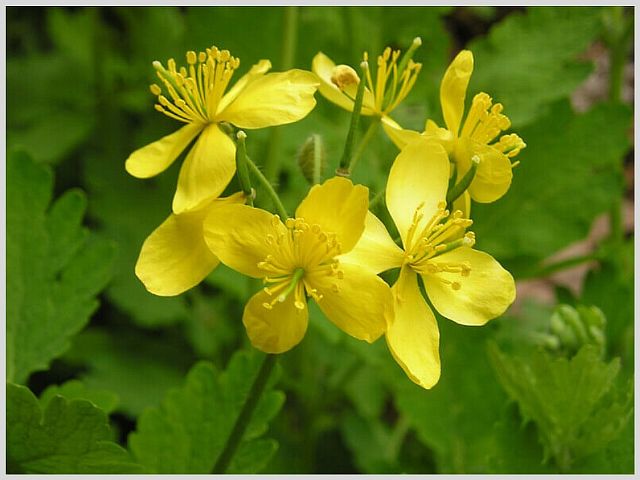 Как пить желчегонные сборы