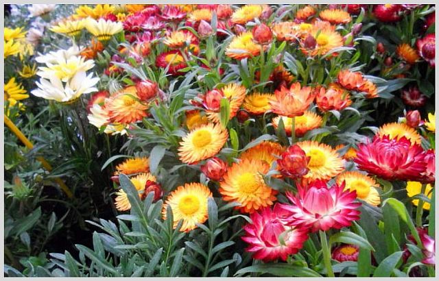 Как пить желчегонные сборы